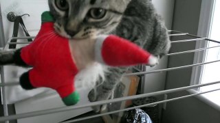 LE CHAT QUI A KIDNAPPÉ LE PÈRE-NOËL - PAROLE DE CHAT-iI8puA5krGc