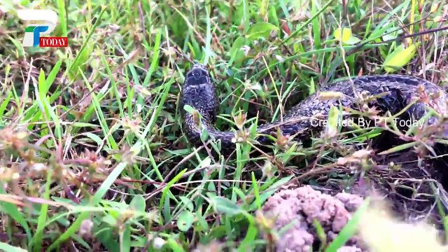 Amazing Beautiful Girl Catch water snake Using hoe | How to Catch Water Snake in Cambodia #18