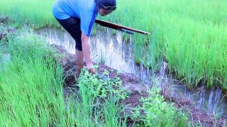 AMAZING Beautiful Girl Fishing By Gun  - Catching Fish in cambodian - How To Fishing in Battambang