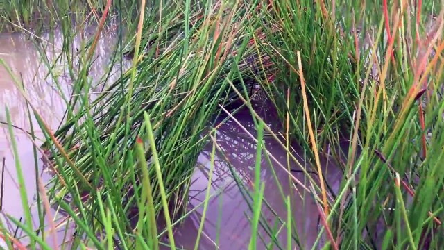 Amazing Crab Trap How to Catch Crabs useing the trap in cambodia