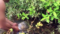 Amazing Human Catch Snake water Using Deep hole and Barrel trap How to Catch water snake