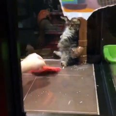 Ce chaton a peur du balai... trop adorable
