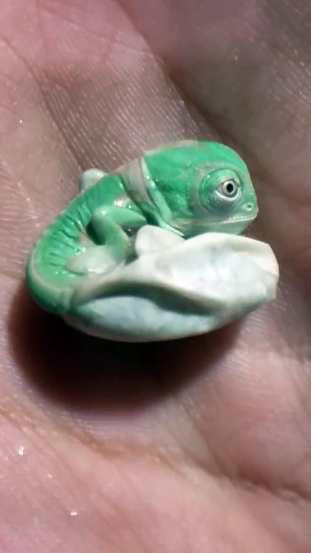 Naissance D Un Bebe Cameleon Video Dailymotion