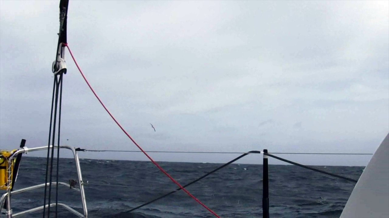 J33 : Les albatros accompagnent Rich Wilson / Vendée Globe