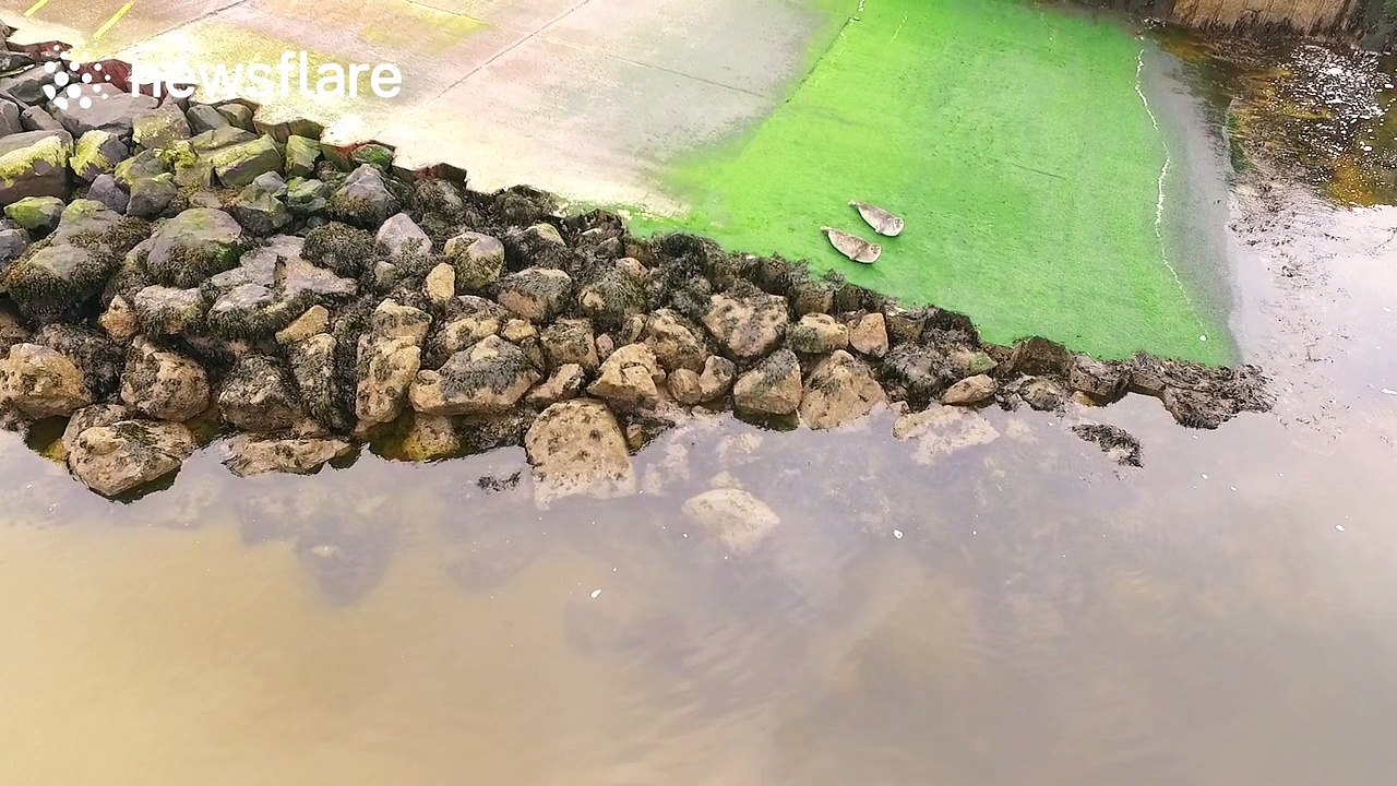 Drone footage of cute seals relaxing on the shore