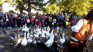 Semaine cévenole Alès 2016 Démonstration dressage d'oies aux Jardins du bosquet