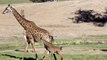 Giraffe Calf Meets Herd and Makes History