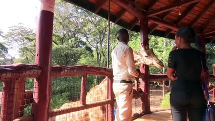 Giraffes declared vulnerable to extinction