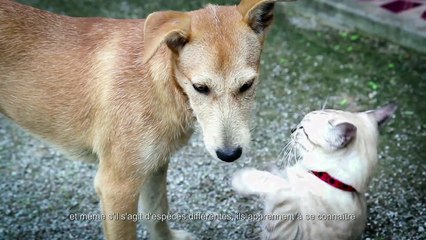 The Last Guardian : Journal des Développeurs