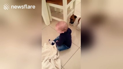 Baby plays fetch with dog