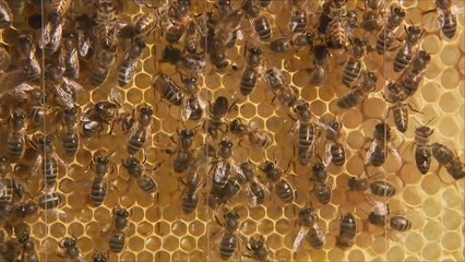 هذا الصباح- لندن تشهد اهتماما بتربية النحل