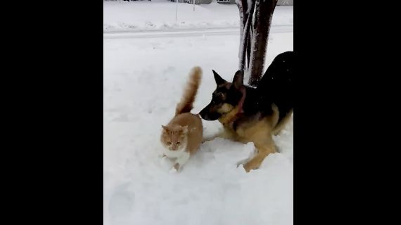 Un chat et un chien jouent dans la neige