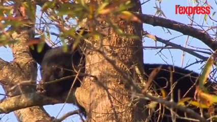 Caroline du Nord: un ourson reste coincé dans un arbre
