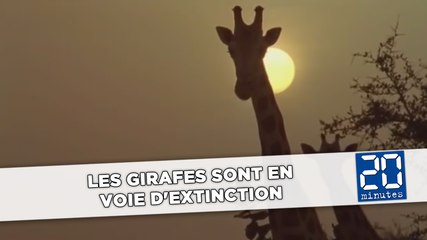 Les girafes sont en voie d'extinction