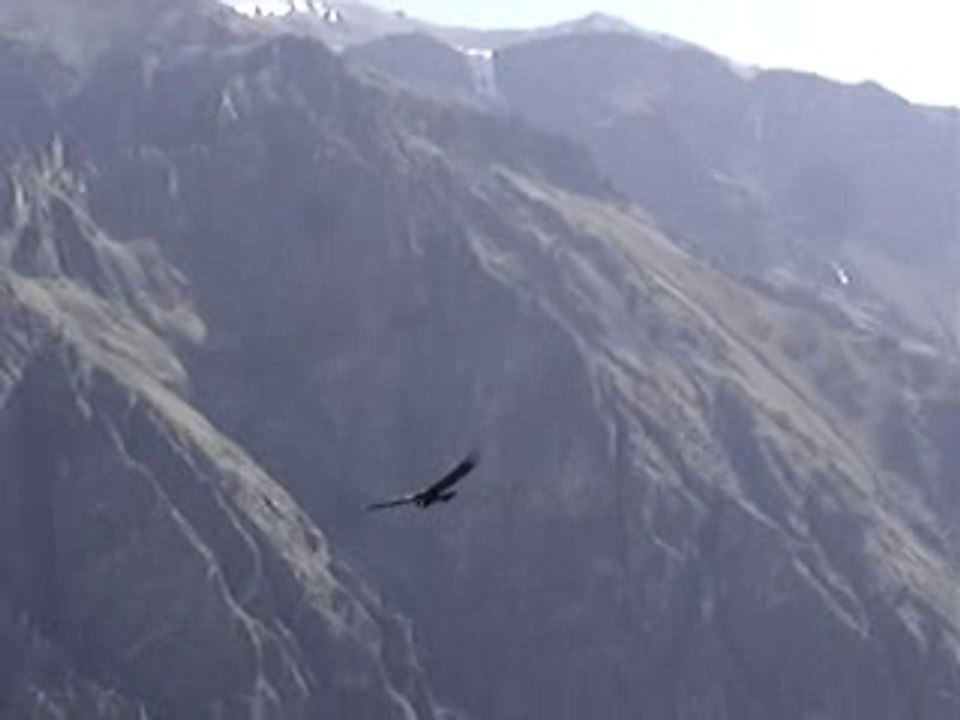 Cruz del Condor, Colca Canyon