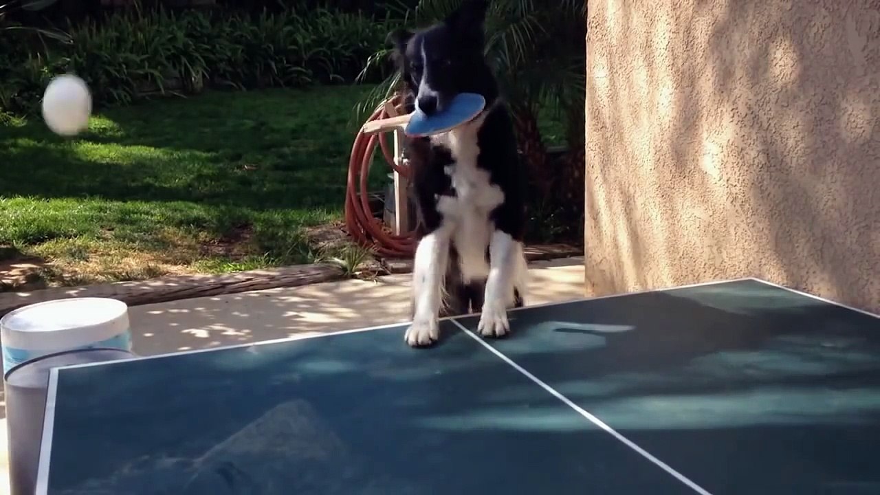 Chien ping-pong