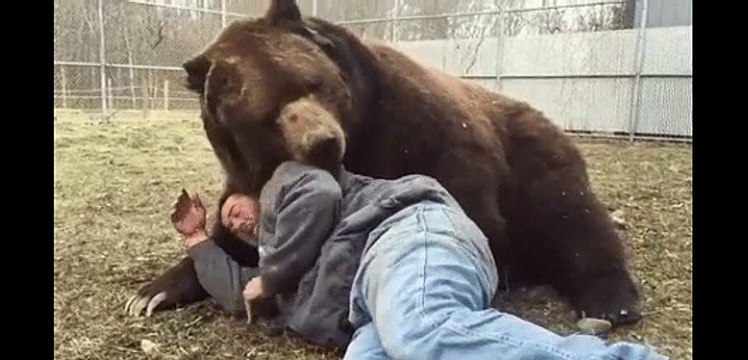 Медведь напал