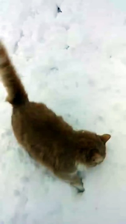 Un chat et un chien jouent dans la neige