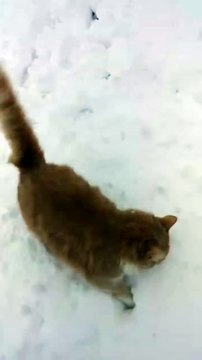 Un chat et un chien jouent dans la neige