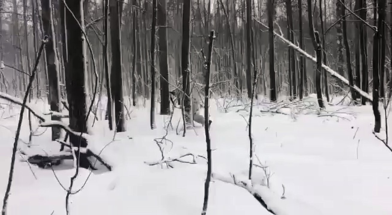 Олень охотится на кабана