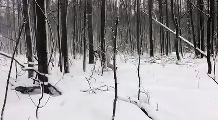 Олень охотится на кабана