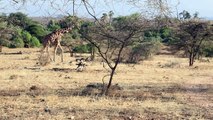 Girafas ameaçadas de extinção