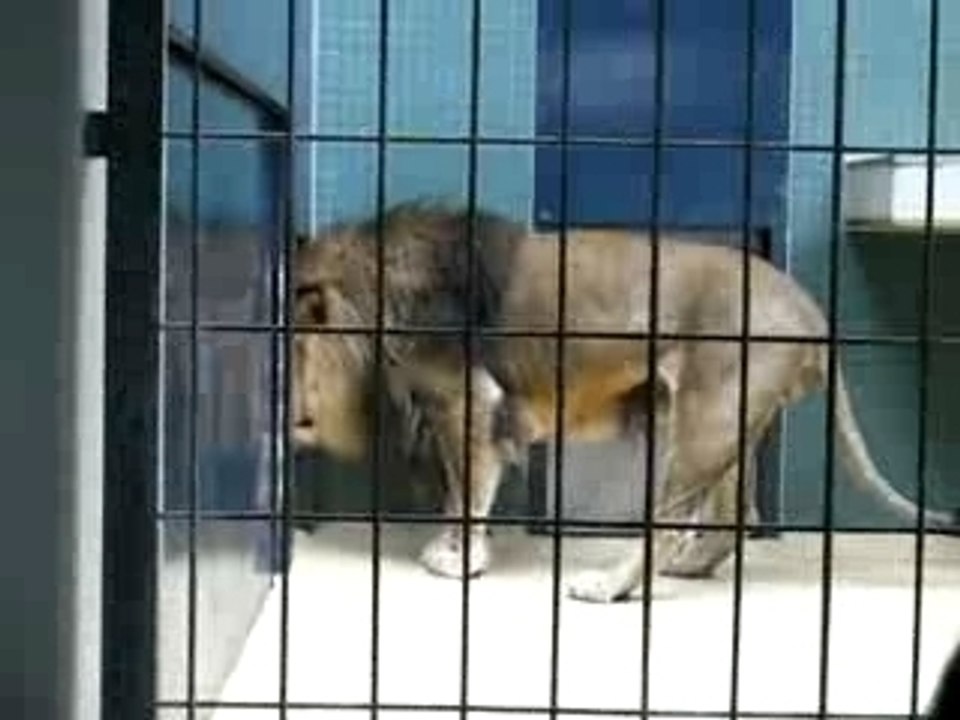 Le lion qui vit d'espoir