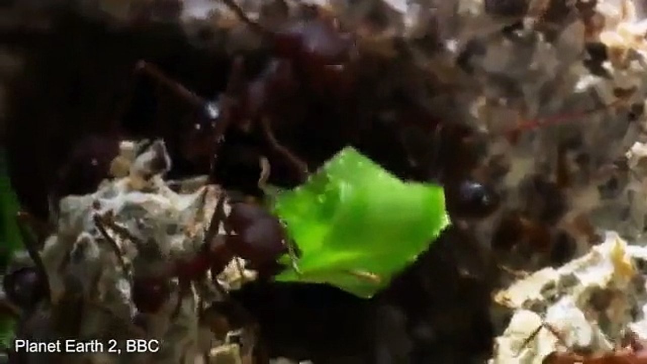 Kendi Bahçelerini Yapmaya Çalışan Karınca Kolonisi