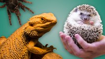 Top 5 des animaux domestiques les plus insolites