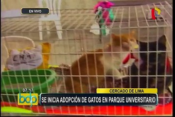 Cercado de Lima: promueven adopción de gatos en Parque Universitario