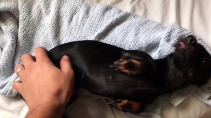 Lilly the dachshund playing dead