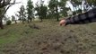 Il met un coup de poing à un kangourou pour défendre son chien