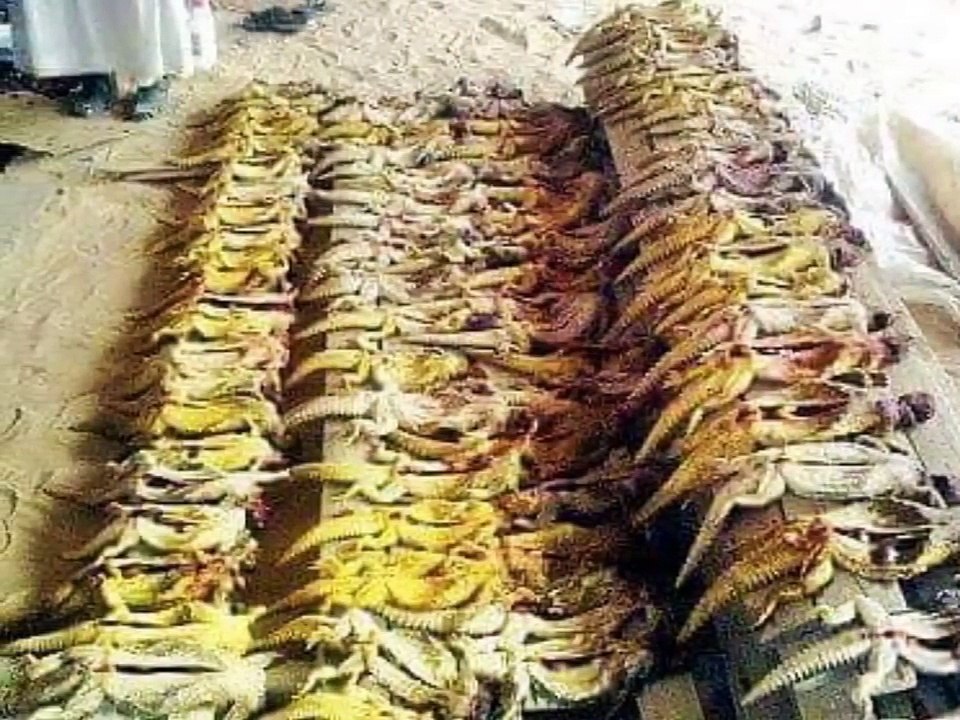 Suudi Arabistan'da Kertenkele Avı Sezonu