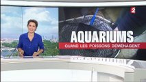 Aquariums : quand les poissons déménagent de Brest à Paris