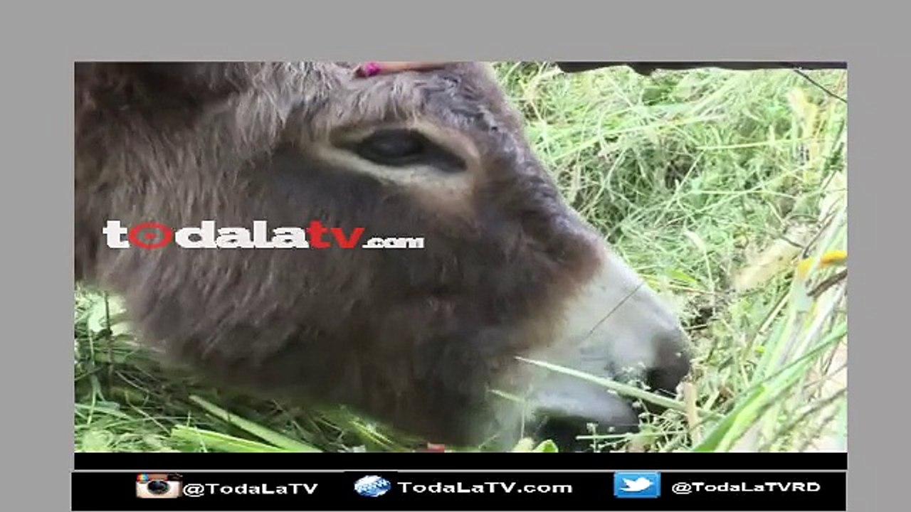 La leche de Burra se populariza en Europa: Se le atribuyen propiedades para la piel-Video