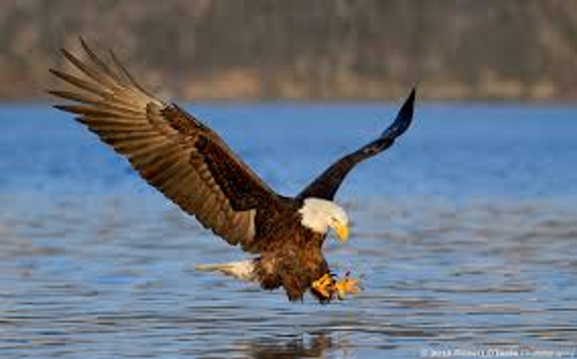 Eagle Hunting Fish From Bottam Of River