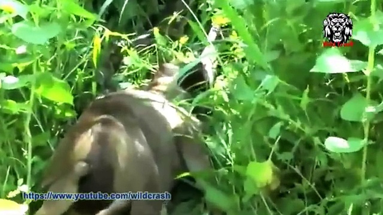 Most Amazing Wild Animal Attacks #6 - Anaconda...