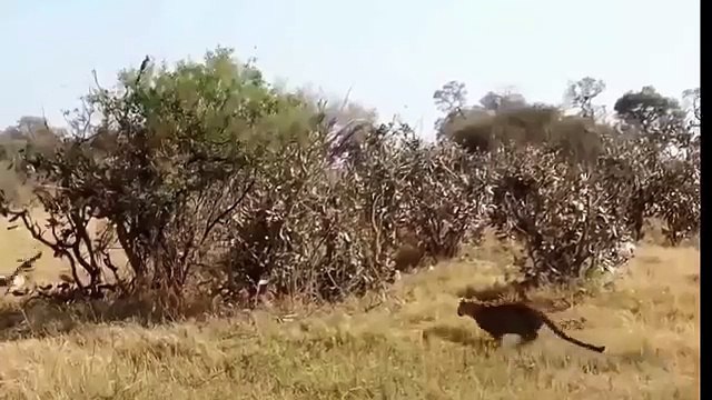 Most Amazing Wild Animal Attacks #6 - CRAZIEST Animal Fights - Animal Attack