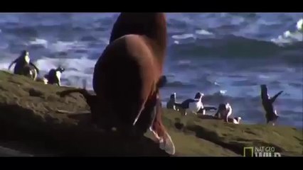 Octopus Attacks Sea Lion   Incredible Animal Attack   Video