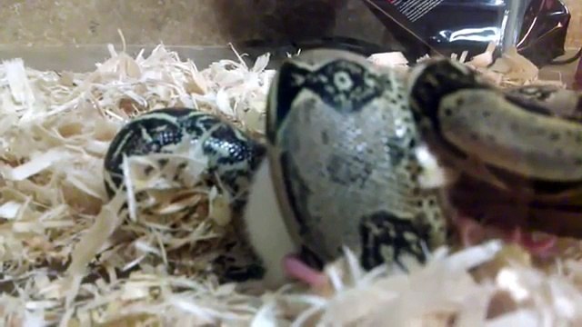 SLOW MOTION Huge Snake Attack Rat Video HD