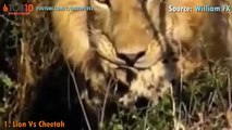 THE TOP 10    TOP 10 LIONS ATTACK    Lion attacks Cheetah, Zebra, Hyena, Warthog, Hippo, Elephant...