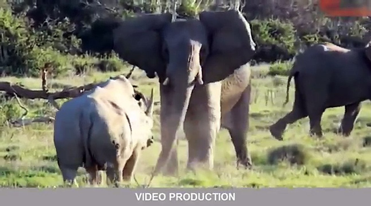 Most Amazing Wild Animal Attacks #11   lion, tiger, anaconda, deer, Crocodile, Rhino, Elephant