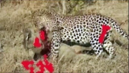 TOP 10 CHEETAH ATTACKS    Cheetah vs Crocodile, Lion, Wild Boar, Zebra, Gazelle