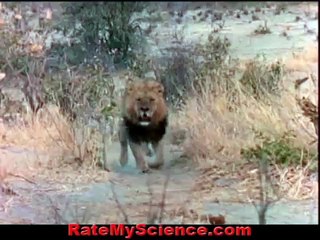 Lion king kills the queen of hyenas, Rate My Science