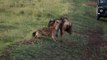 Masai Mara - hyena killing a baby wildebeest