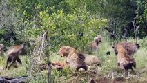 Pack of Hyenas Attack Two Lions For Stealing Their Prey
