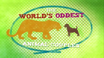 The Man Who Tickles and Plays with Hyenas