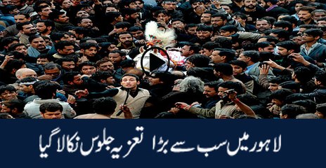 Tazya Jaloos In lahore