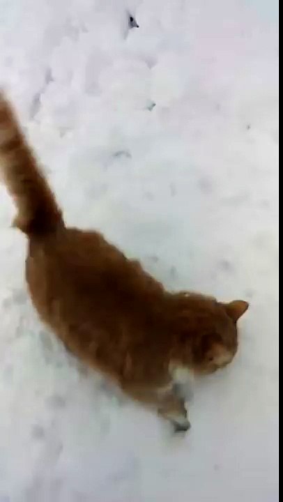 Un chat et un chien jouent dans la neige