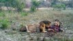 Three Male lions kill and eat a Hyena (Majingilane male lions)